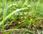 白露时节，农民可以采取哪些措施应对低温早霜的风险？