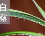 白露节气吃什么食物？