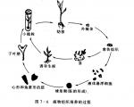动物细胞和植物细胞全能性的区别是什么？