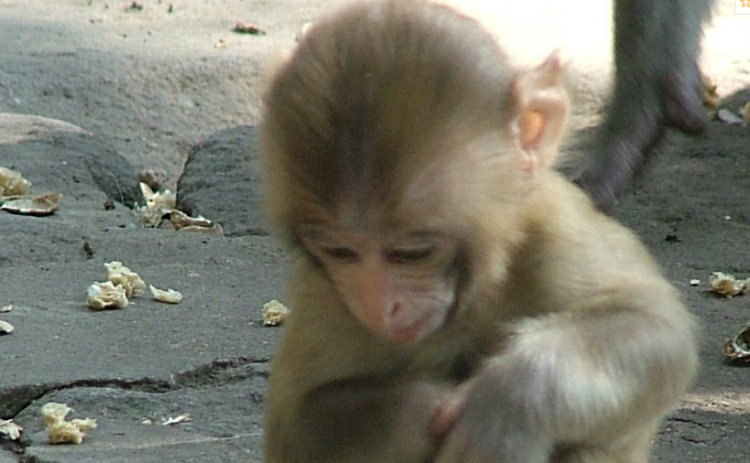 沐猴而冠开过什么生肖