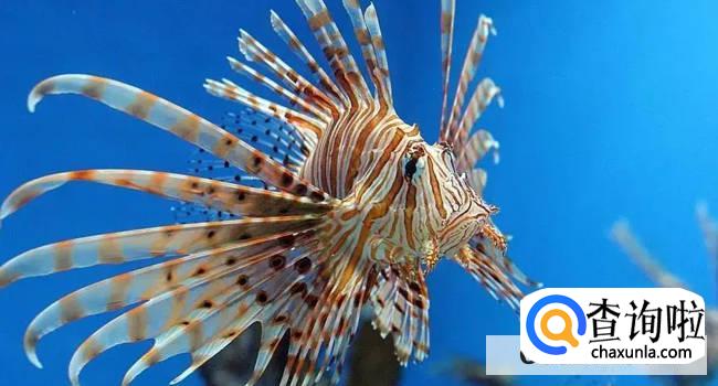 海洋动物是怎么睡觉的