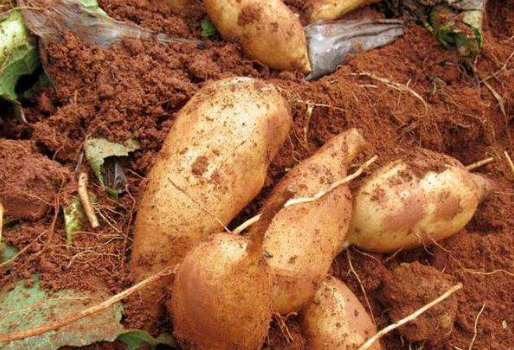 云南雪莲果有什么作用