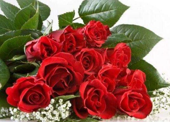 十一朵玫瑰代表什么意思