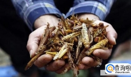沙漠蝗虫吃法有哪些