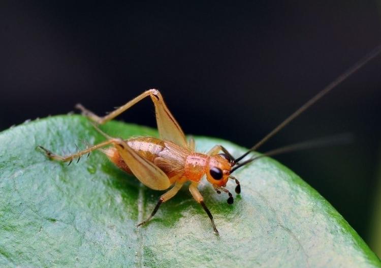 为什么有些昆虫在寒冷的冬天冻不死