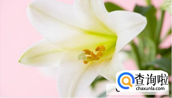 哪种花能摆放久一些