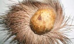 麝香是什么味道