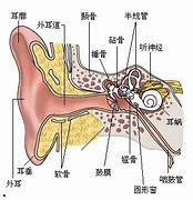 掏耳朵会变聋？