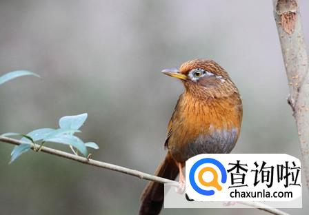 捕捉画眉鸟犯法吗