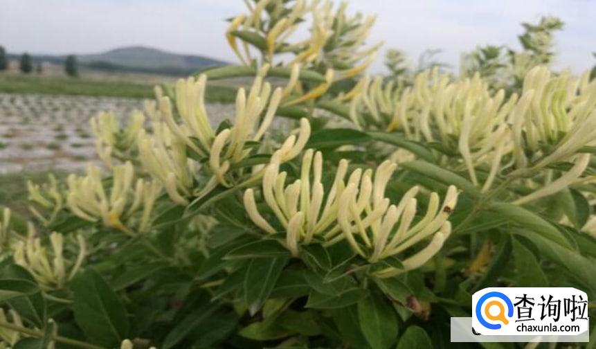 刚摘的金银花怎么保存较好