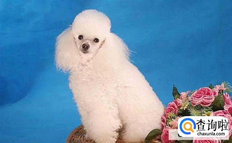 家里养什么狗子比较干净