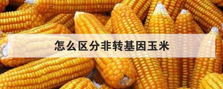 怎么区分非转基因玉米