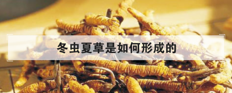 冬虫夏草是如何形成的
