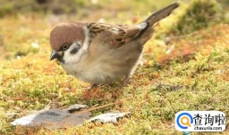 今年惊蛰是暖还是寒2023