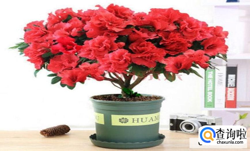 杜鹃开花后怎样修剪合适