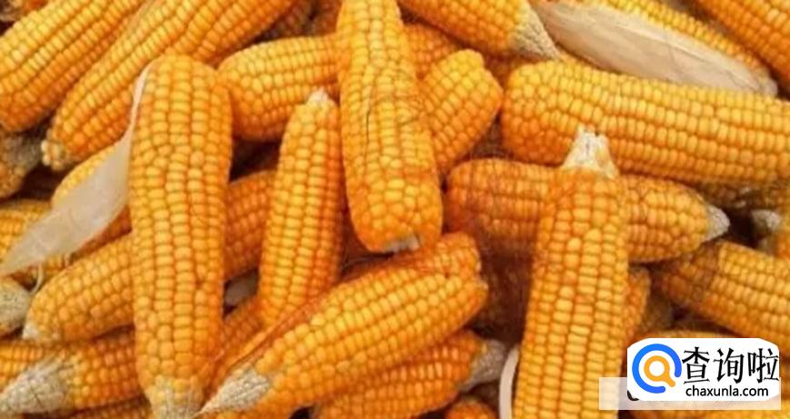 如何发酵煮熟的玉米