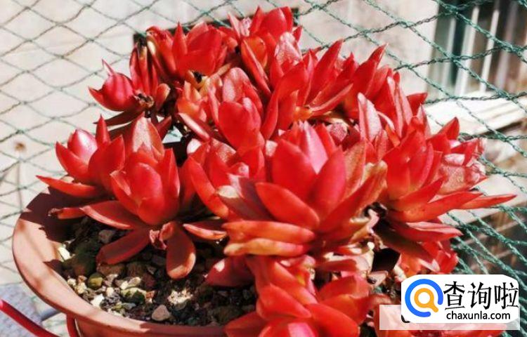 多肉怎么养才能活的更久?