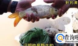 黄河鲤鱼爆发，岸边绵延千米都是钓鱼人，网友：鲤鱼也能吃？