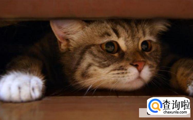 猫咪发情了怎么办?