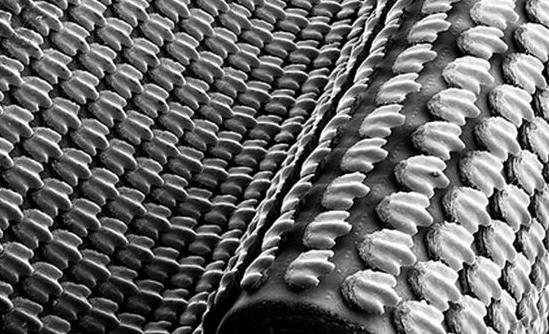 为什么鲤鱼的皮也可制革