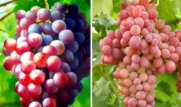 补血的有哪些食物，补血的食物吃什么最好?