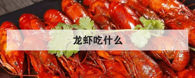 龙虾吃什么