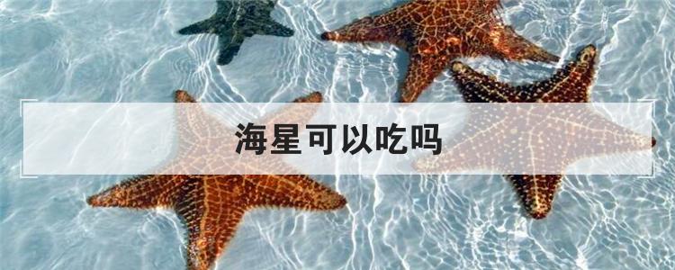 海星可以吃吗