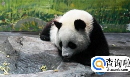 上海检疫后北京动物园将接走丫丫 情况怎么样了？