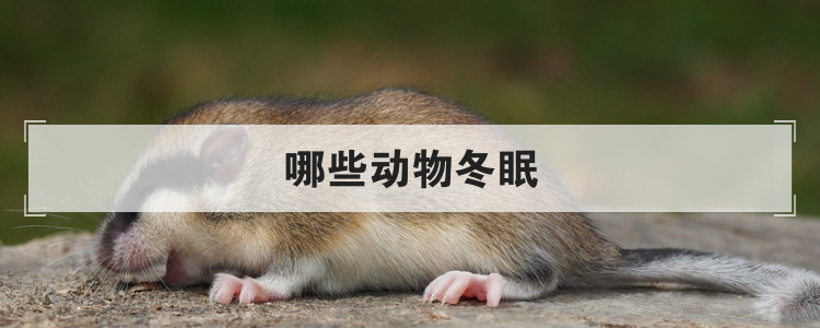 哪些动物冬眠
