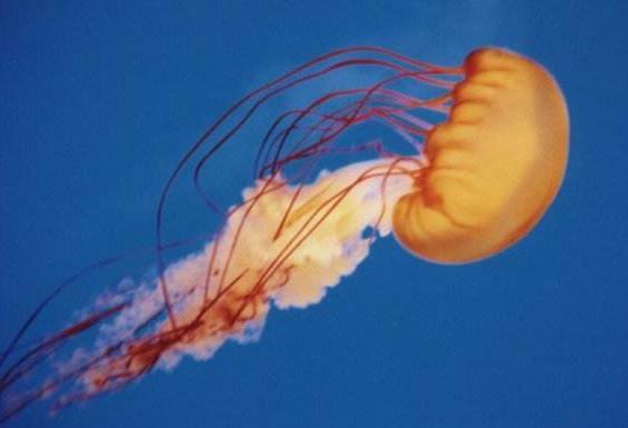 为什么海蛰会螫人