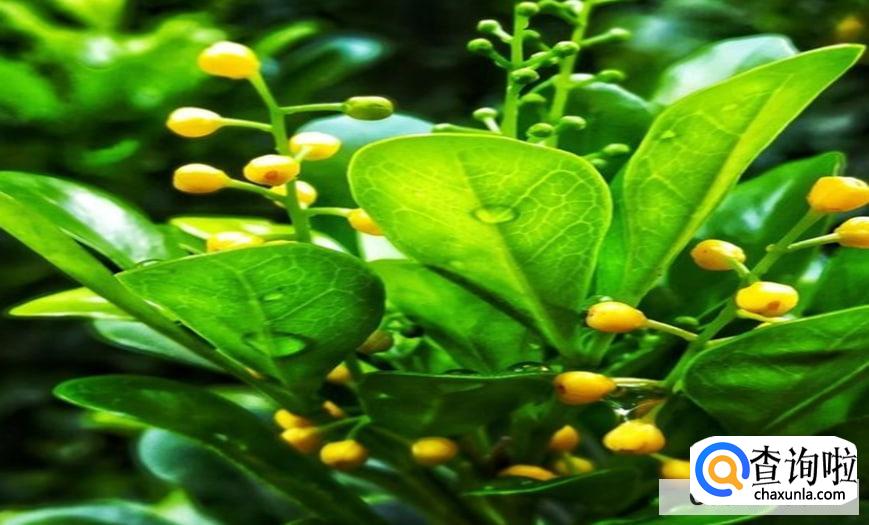 米兰花怎么养才长得比较好