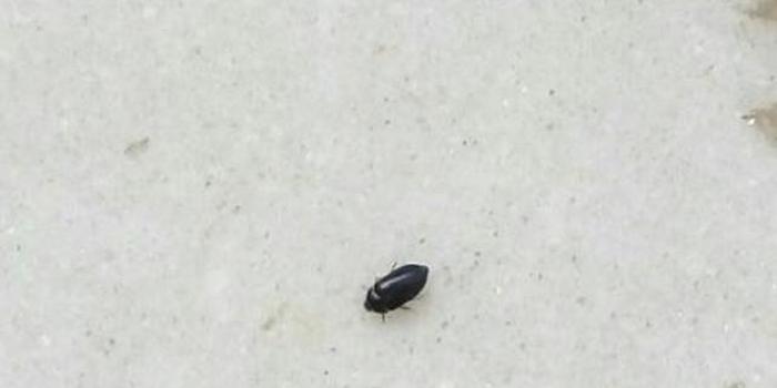 地板小黑虫怎么清除