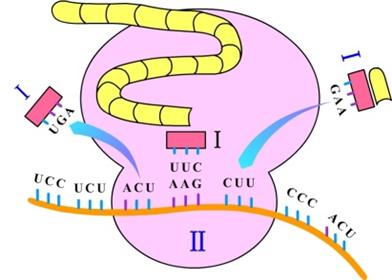 蛋白质在哪里合成