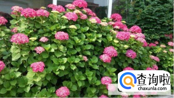 越冬月季修剪时间和方法