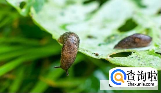 怎么彻底消灭菜地里的鼻涕虫