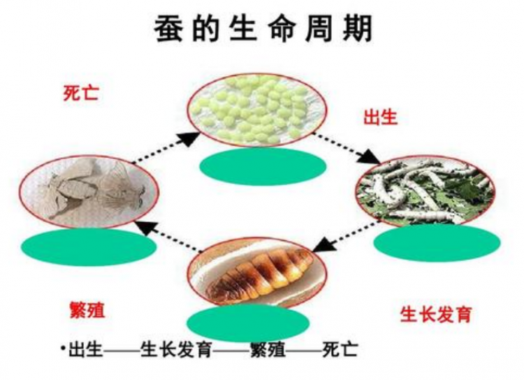 动物的一生经历了哪四个阶段