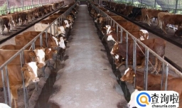 肉牛养殖技术
