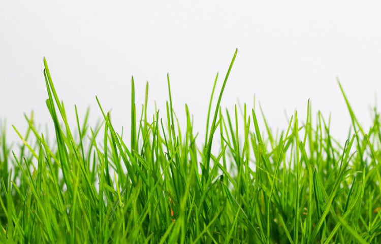 疾风知劲草板荡识诚臣是什么意思