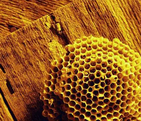 蜂房的功效与作用