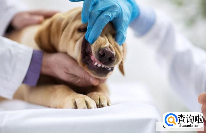 养狗的坏处有哪些