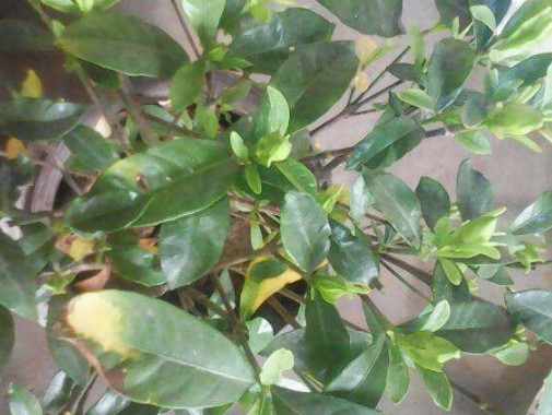 栀子花叶子发黄是什么原因