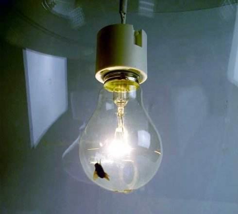 为什么苍蝇经常围绕着顶灯飞