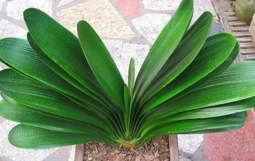 君子兰常用繁殖方法有哪些