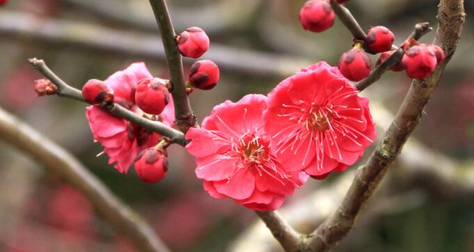 冬天开的花有哪些