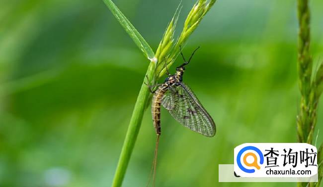 蜉蝣为什么只能活一天就死了