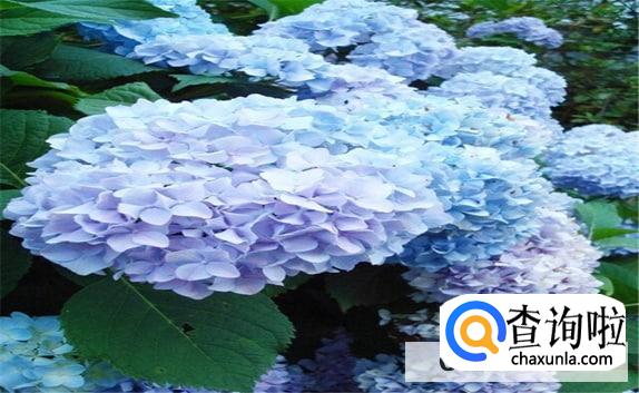 绣球花苗买回来怎么种植最好