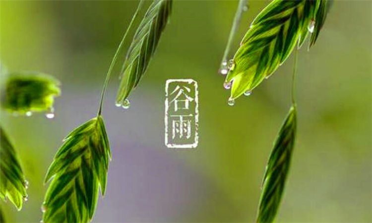 谷雨吃什么