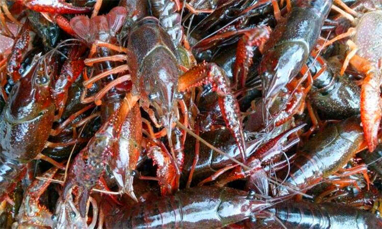 小龙虾会淹死在水里吗