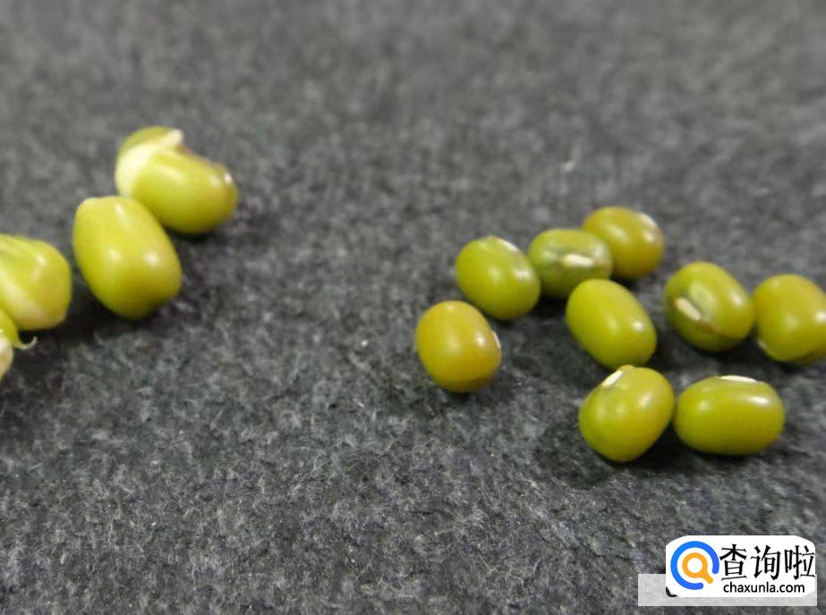 绿豆芽怎么发豆芽的步骤