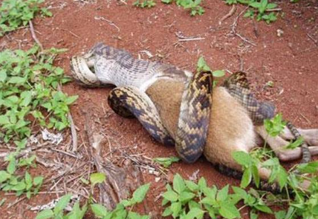 世界上最大的蟒蛇